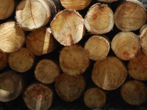 Eucalipto_escoramento_madeireira_br4sil_madeiras_Itabirito_brasil